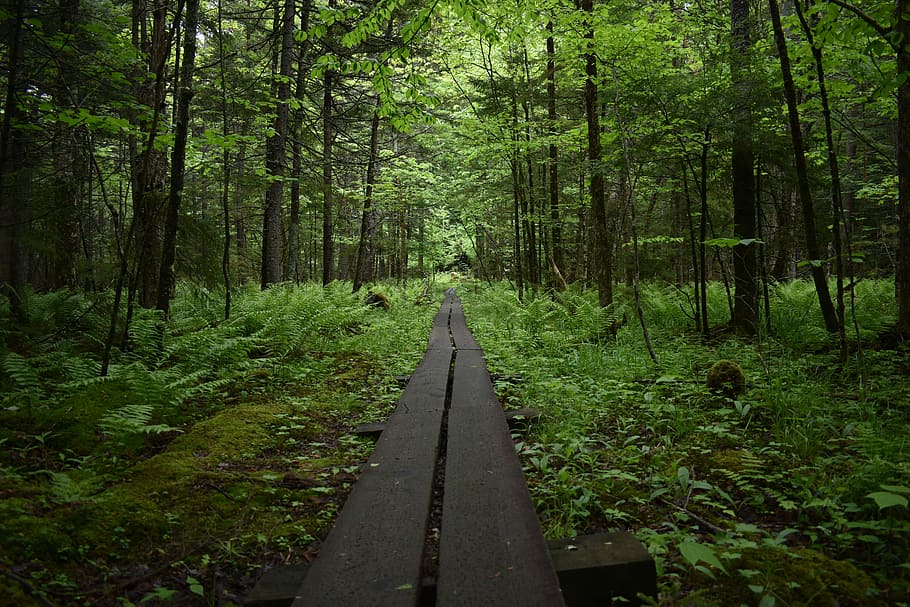 black pathway in the forest, gray wooden pathway in the woods at daytime