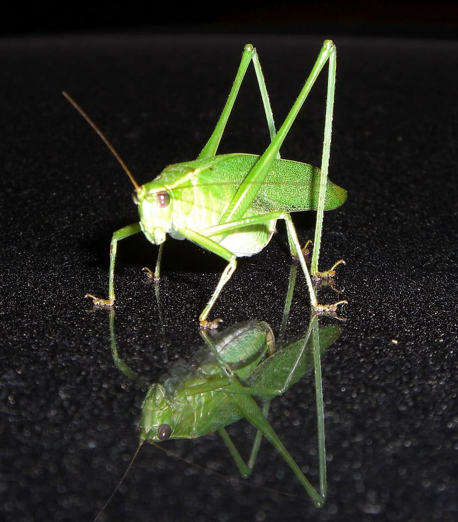 grasshopper, insect, bug, katydid, nature, animal, close-up HD wallpaper