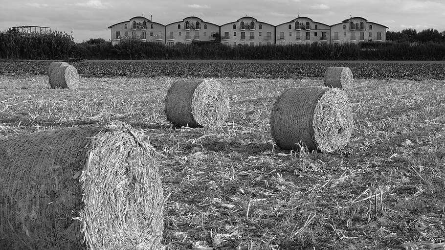 field, straw bales, campaign, fields, round, soverato, calabria, HD wallpaper