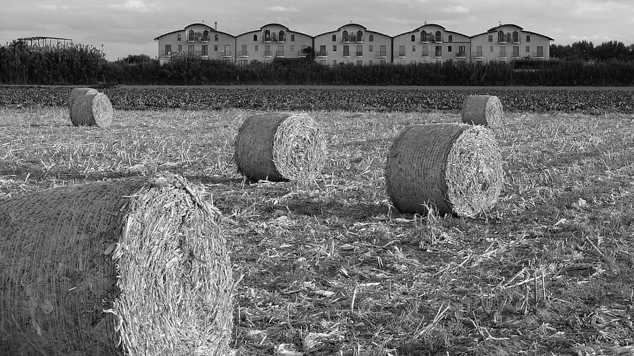field, straw bales, campaign, fields, round, soverato, calabria HD wallpaper