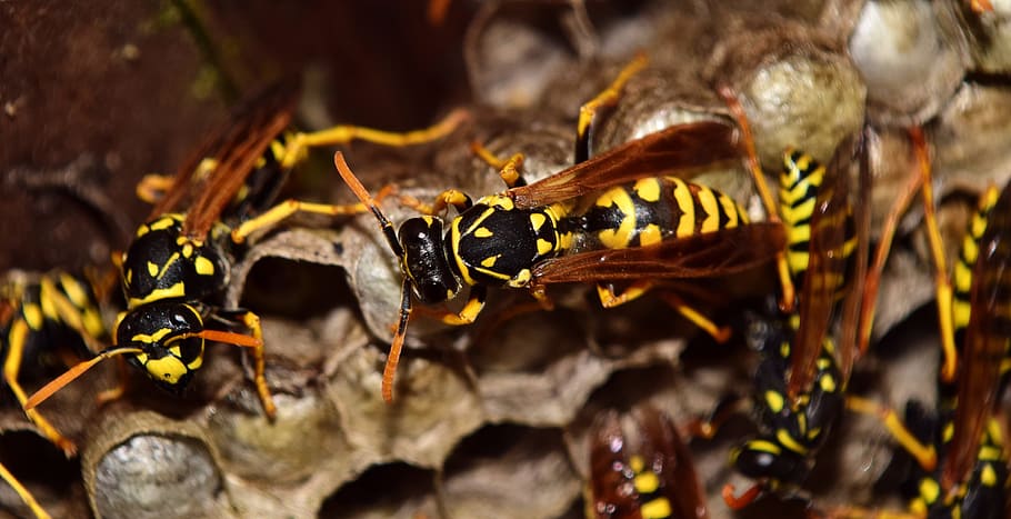 wasps, the hive, combs, nest, animal, sting, insect, close, HD wallpaper