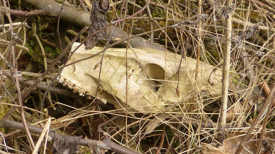 skull bone, dead, death, animal, mammal, roe deer, head, nature HD wallpaper