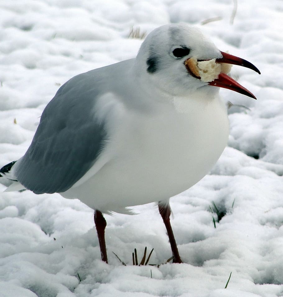 gluttony, snow, cold, cold temperature, bird, winter, animals in the wild HD wallpaper