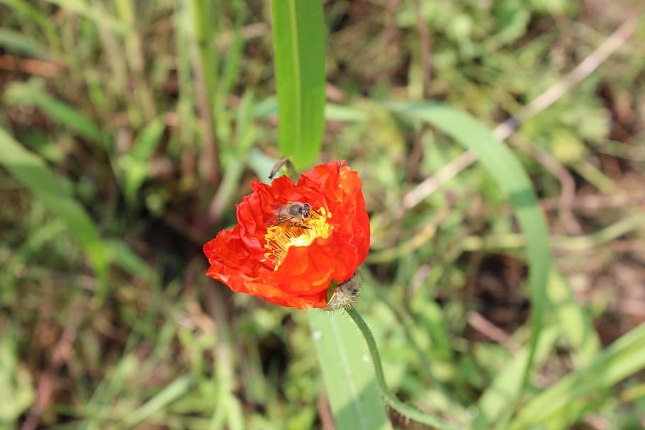 red flowers, bee, pistil, flowering plant, petal, freshness HD wallpaper