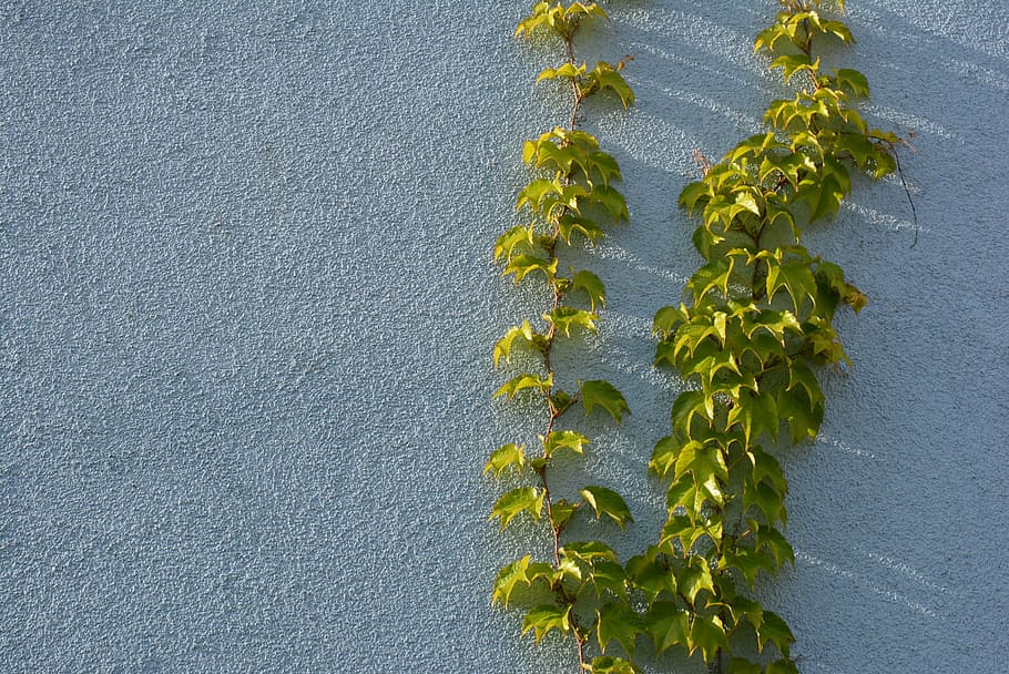 blue, green, wall, wine, entwine, plant, plant part, leaf, green color HD wallpaper