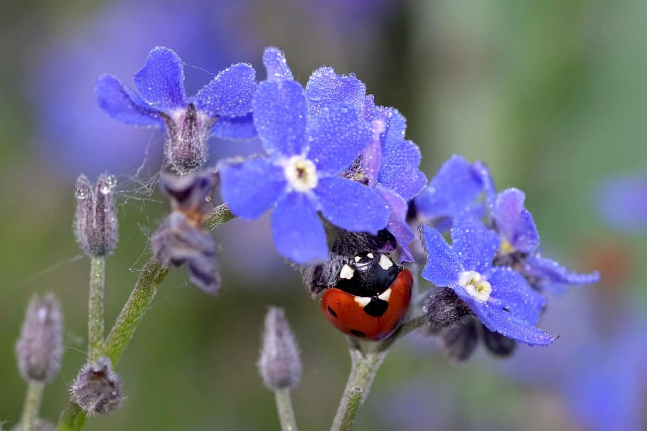 seven-spotted ladybug perching on purple flower in selective-focus photography HD wallpaper