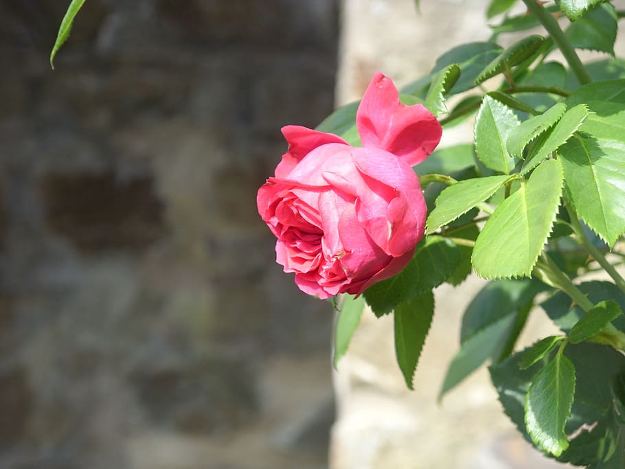 rose, red, red rose, flower, flowering plant, beauty in nature HD wallpaper