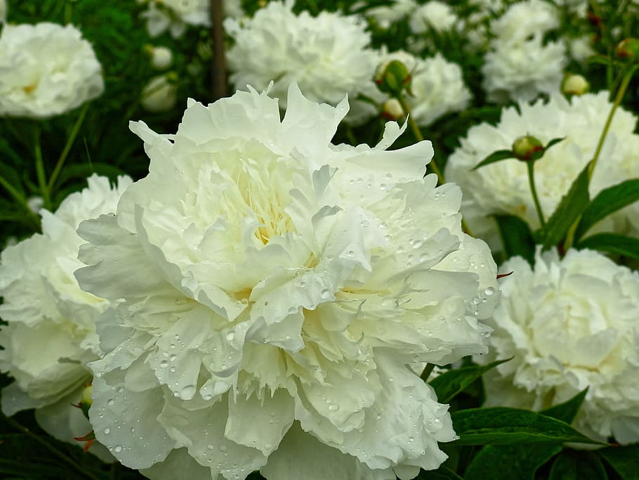 white petaled flowers, Blossom, Bloom, rose, peony, pentecost HD wallpaper