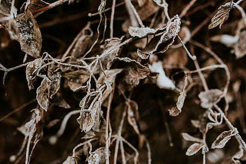 Close-ups of snowy trees, closeup, leaves, pine, twig, branch HD wallpaper