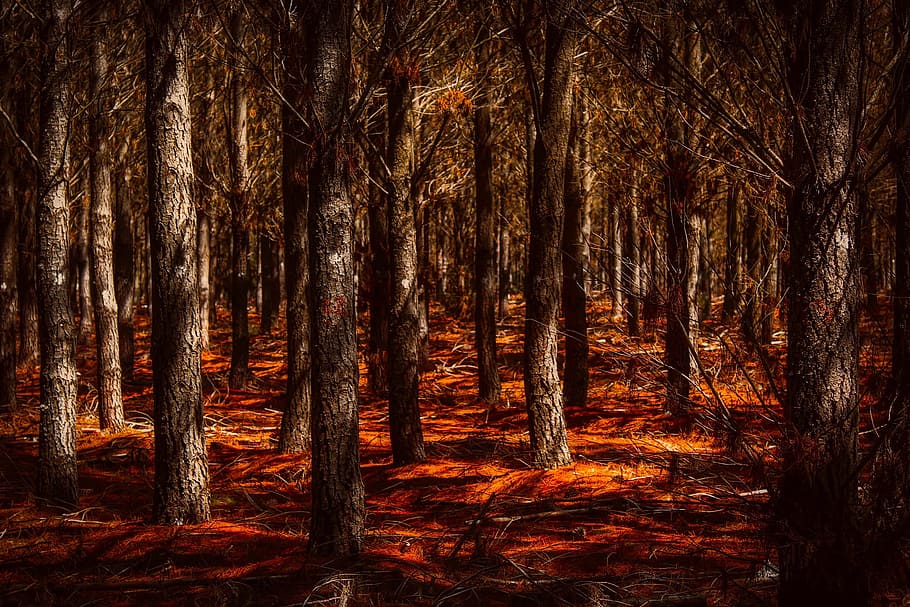 photography of gray forest woods, bare trees, landscape, autumn HD wallpaper