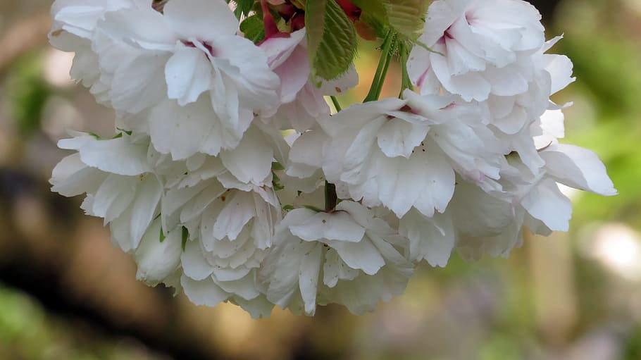 nature, spring, bloom, blossom, white, plant, flowering plant HD wallpaper