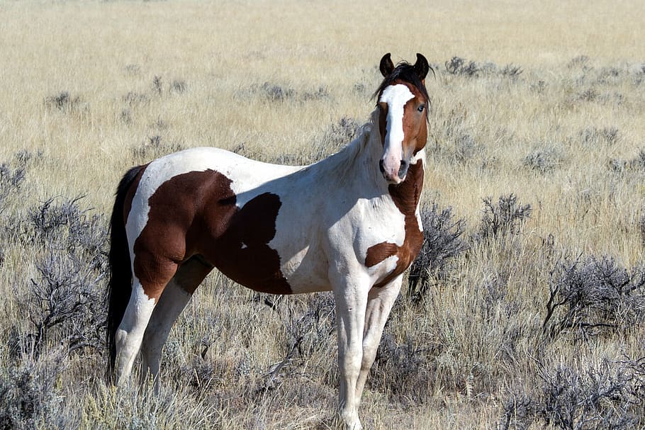 Mustang Horse 1080p 2k 4k 5k Hd Wallpapers Free Download Wallpaper Flare