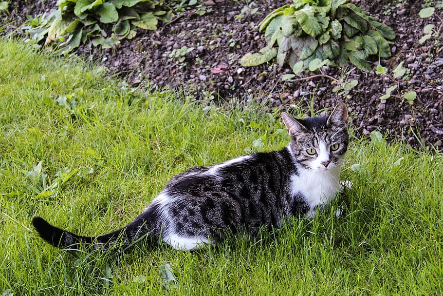 cat, tabby, tabby cat, kitty, adorable, furry, cat face, cat in garden HD wallpaper