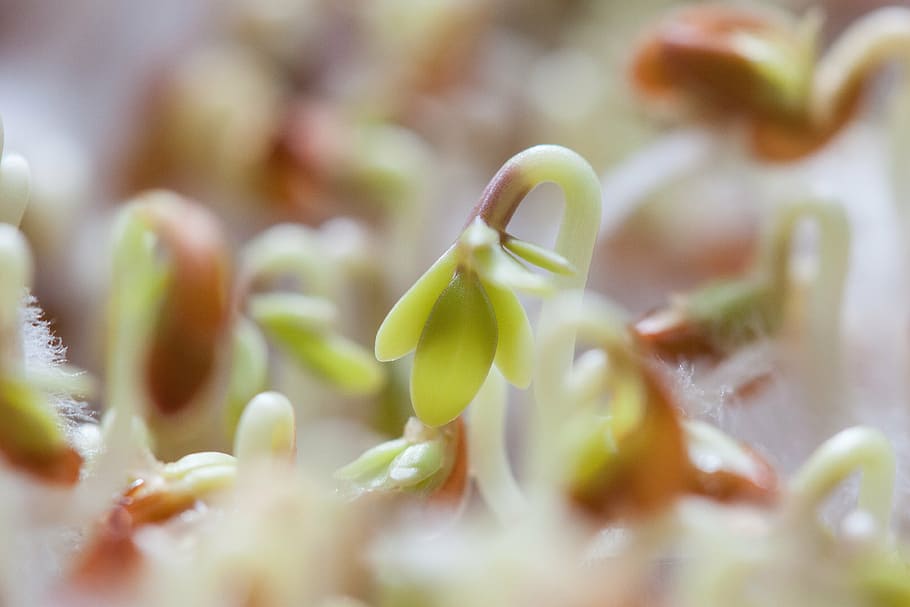 selective focus photography of green plant, cress, seedling HD wallpaper