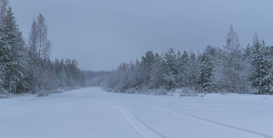 winter, snow, landscape, forest, road, cold temperature, tree HD wallpaper