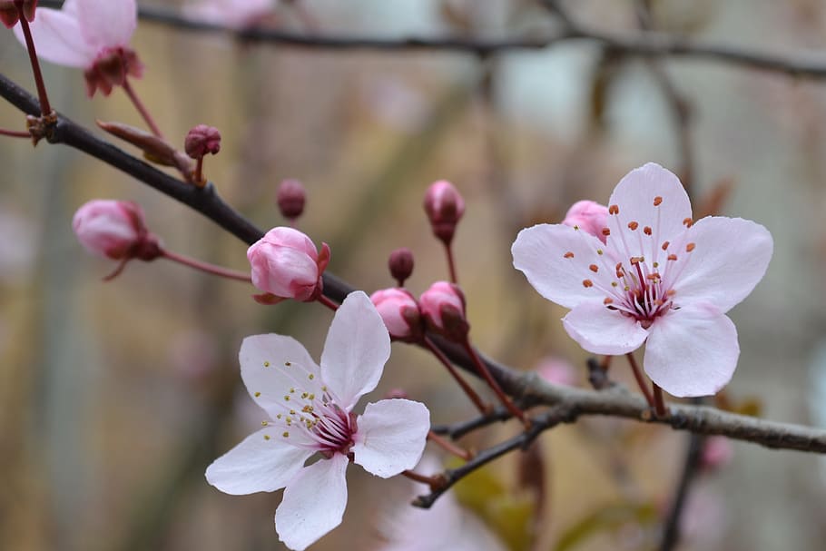bokeh shot of white and pink flowers, blossom, bloom, cherry blossom HD wallpaper