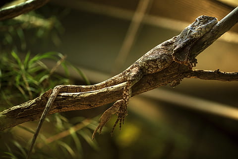 reptile, lizard, gecko, creature, nature, animal world, terrarium HD wallpaper