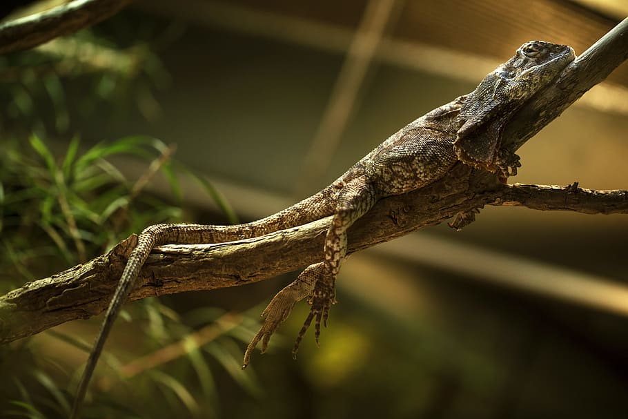 reptile, lizard, gecko, creature, nature, animal world, terrarium, HD wallpaper