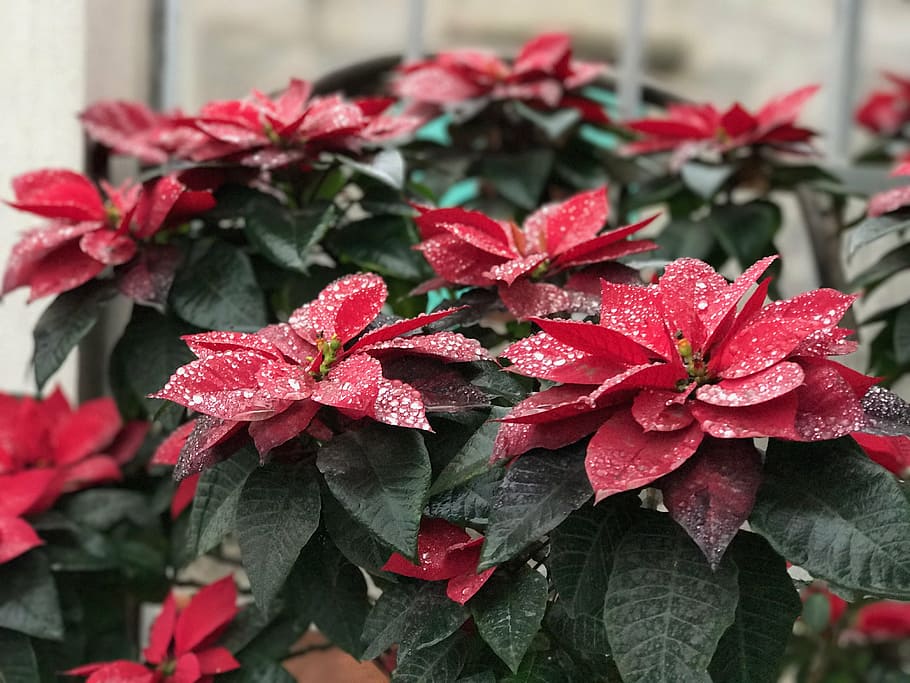 red leaves, dew, leaf, nature, plant, natural, green, drop HD wallpaper