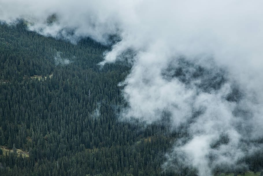 aerial view photography of foggy forest, aerial photography of trees with fogs HD wallpaper