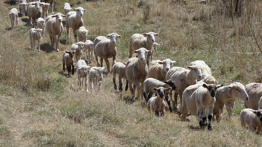 Herd Behaviour, Compliant, Sheep, lambs, animals, nature, frolic HD wallpaper