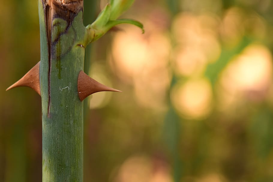 Thorns, Close, Background, Light, Nature, plant, stengel, leaf HD wallpaper
