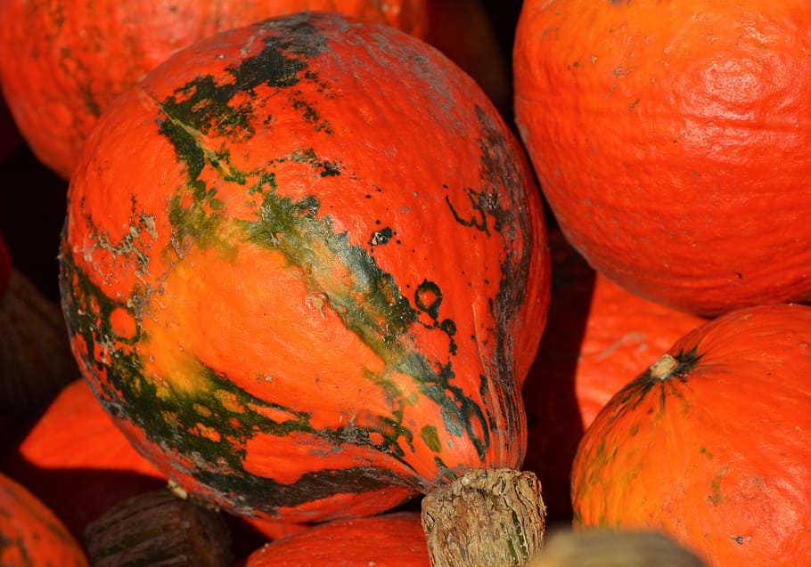 pumpkin, fruit, orange, autumn, cucurbita maxima, choose, large HD wallpaper