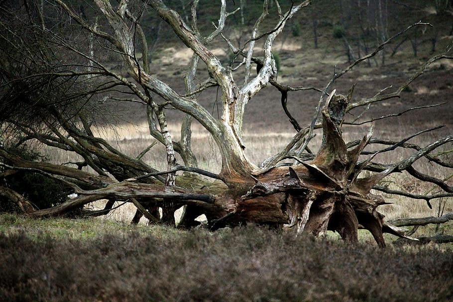 nature, tree, plant, bare tree, branch, land, no people, tranquility HD wallpaper
