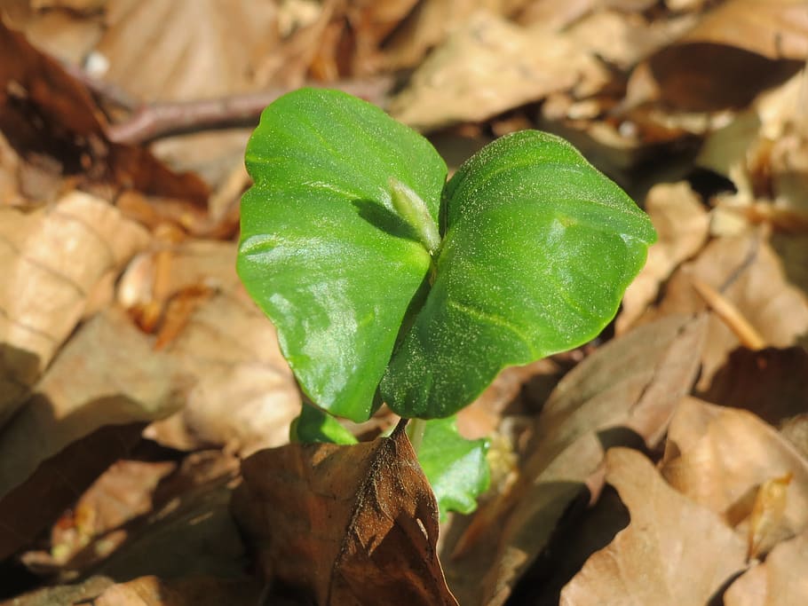 Fagus Sylvatica, European Beech, common beech, sprout, sapling HD wallpaper