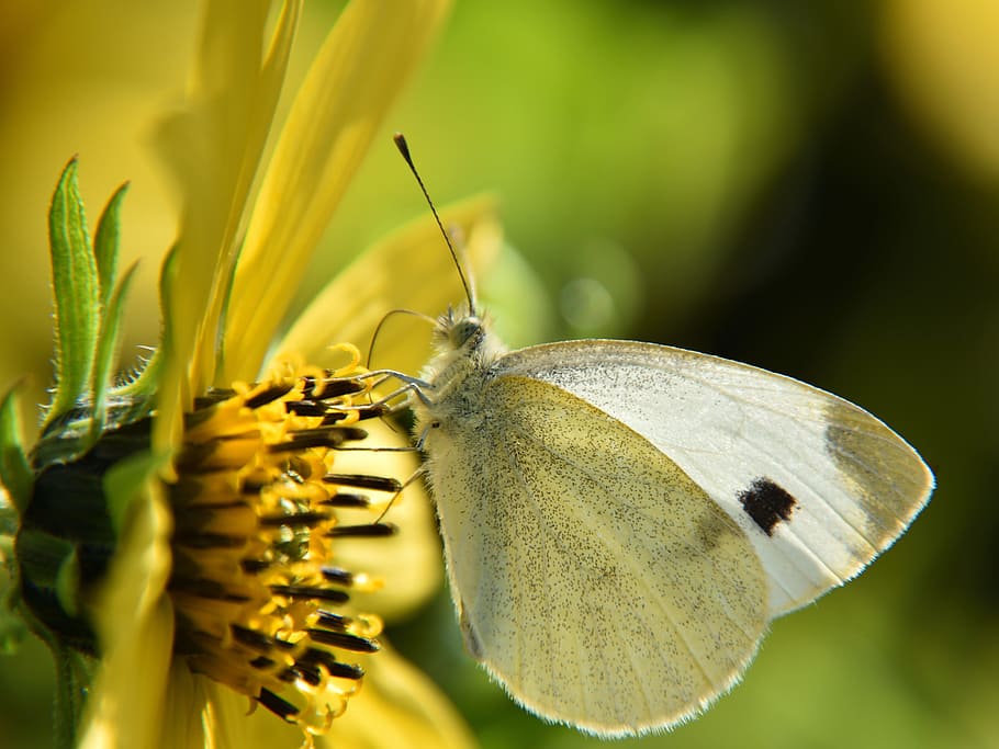 butterfly, white, close, insect, nature, yellow, flower, invertebrate HD wallpaper
