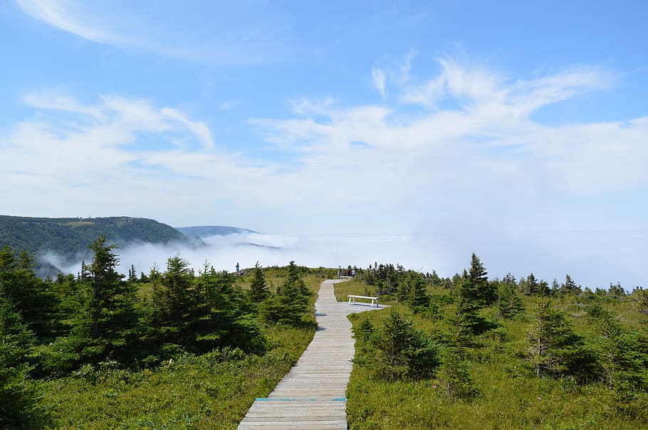 hiking, mountain, nature, plant, sky, tree, direction, beauty in nature HD wallpaper