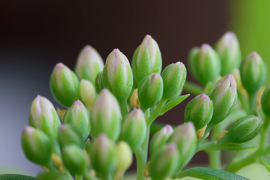 bloom, flora, flower, green, inflorescence, macro, medicinal plants HD wallpaper