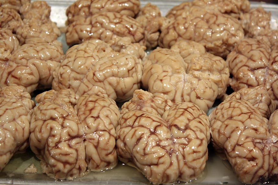 Brains, Disgusting, Organ, Neuron, Mind, thinking, food for thought, HD wallpaper