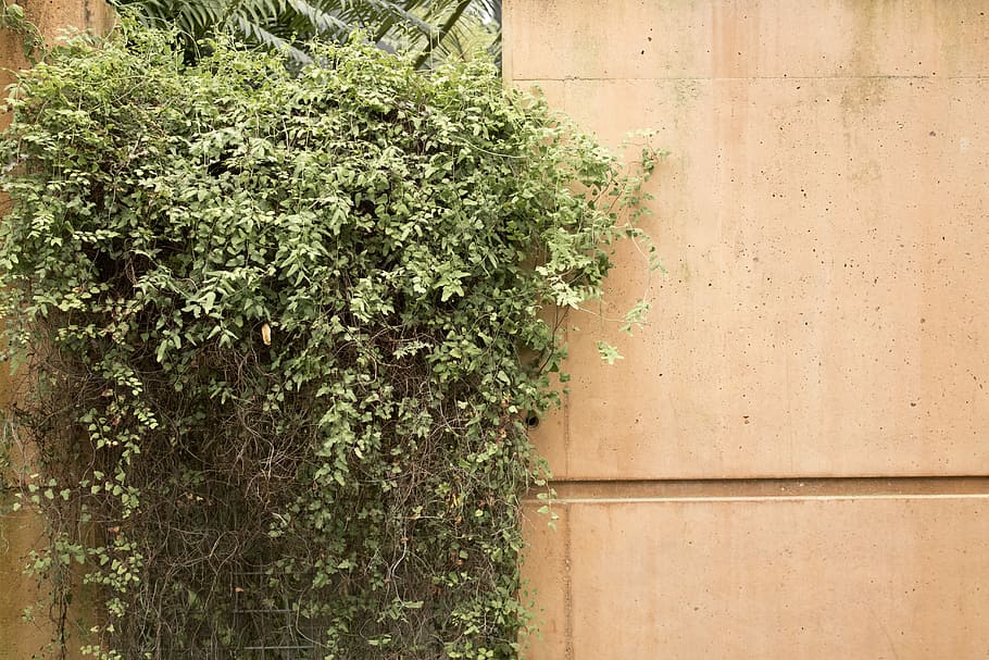 green leaf vines mounted outside the wall, green leaf plant, bush HD wallpaper