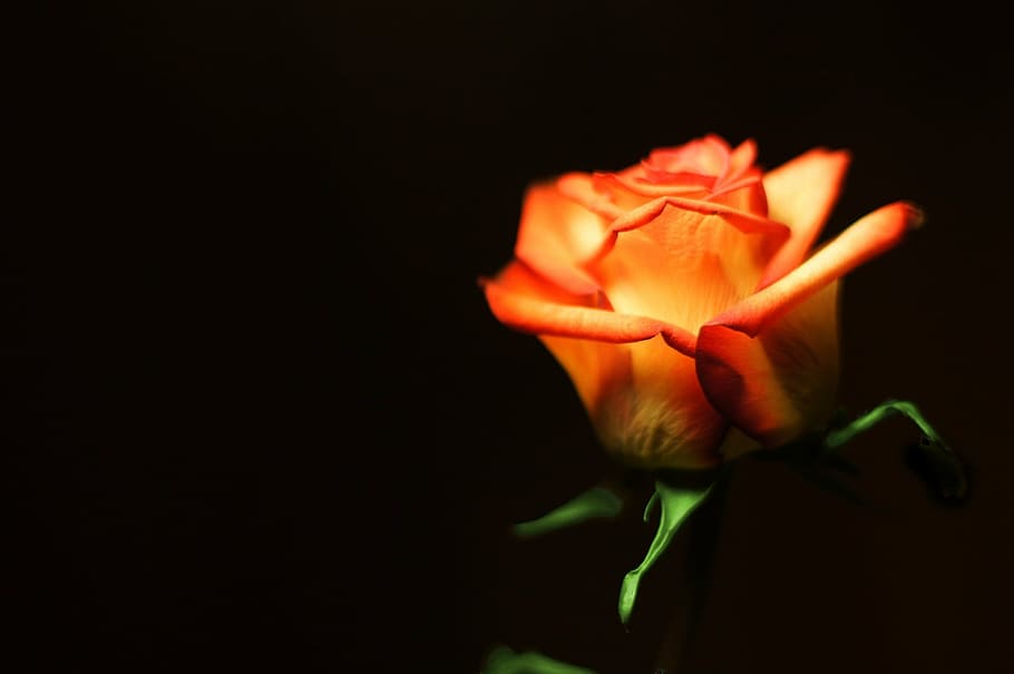 shallow focus photography of orange flower, rose, bloom, blossom HD wallpaper