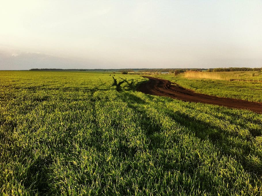 fields, landscape, summer, nature, village, environment, plant HD wallpaper