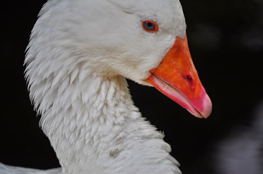 kaczor, white, bird, animal, nature, wildlife, feather, beak HD wallpaper
