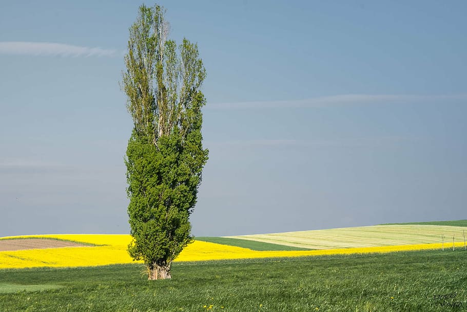 poplar, tree, landscape, rapeseed, agriculture, fields, nature HD wallpaper