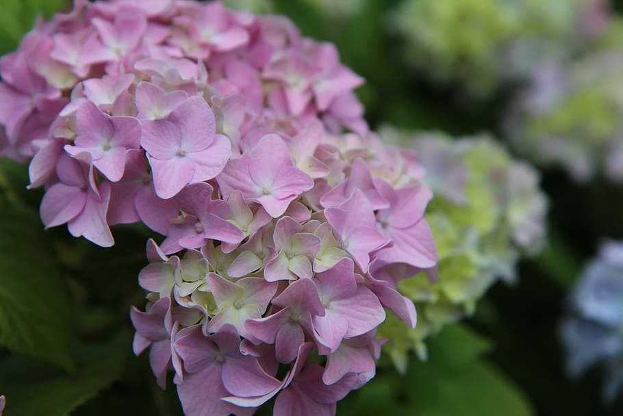 hydrangea, pink hydrangea, flowering, summer, flowering plant HD wallpaper