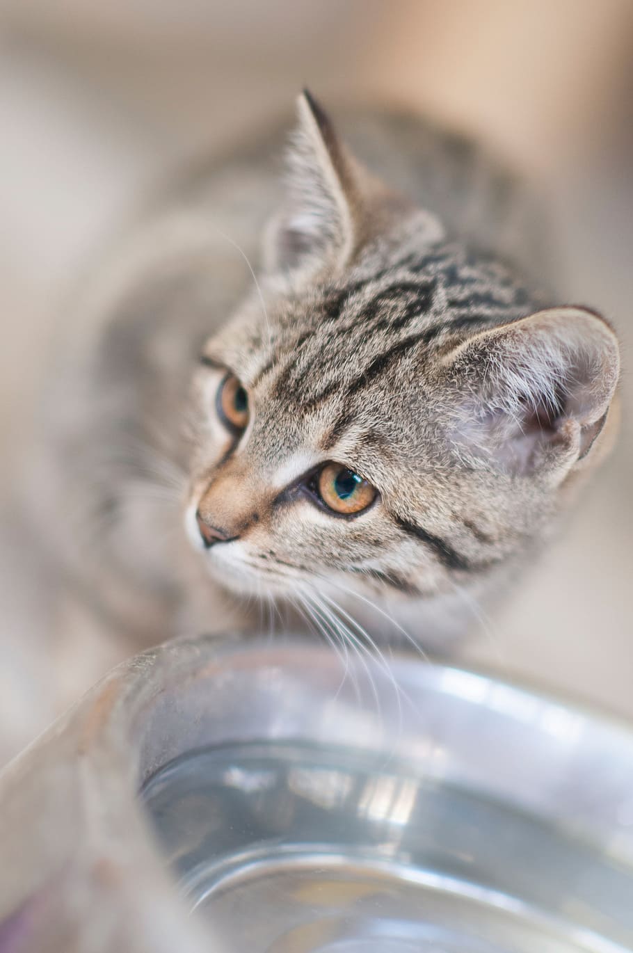Cat, Kitten, Kitty, Tabby, Animal, Pet, bowl, lights, domestic cat HD wallpaper