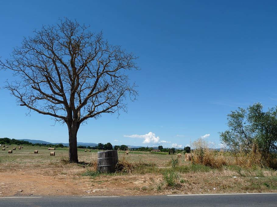 summer, tuscany, landscape, nature, tree, sky, plant, clear sky HD wallpaper