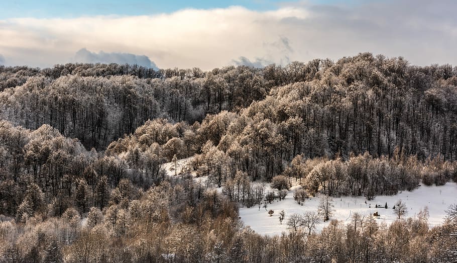 Mara, aerial photography of forest covered by snow, winter, cloud HD wallpaper