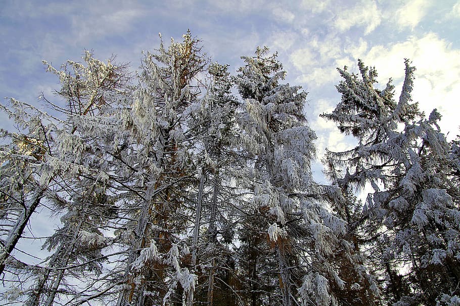 mountains, tree, winter, snow, stok, slope, hard rime, poland HD wallpaper