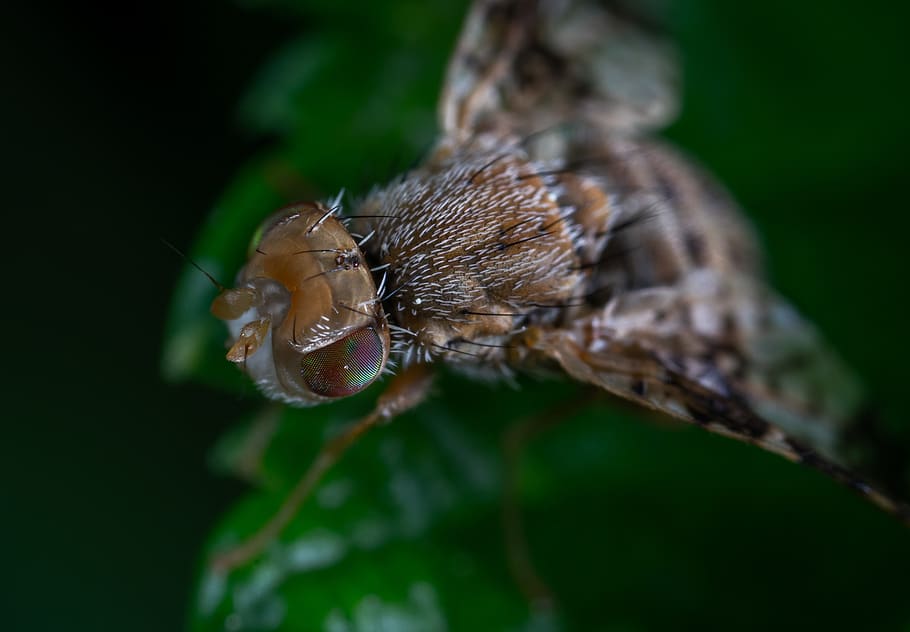 macro, fly, petrogradka, animal themes, one animal, animal wildlife HD wallpaper