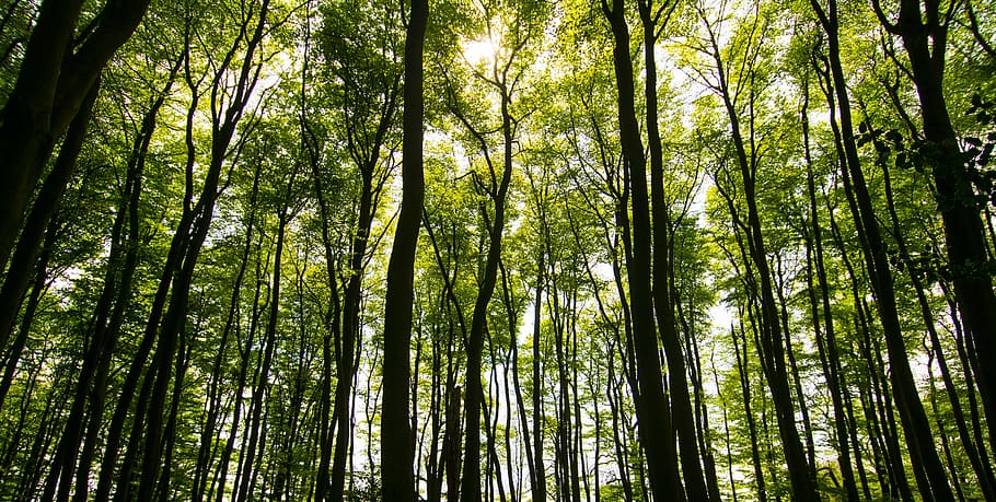 trees, sunlight, summer, forest, nature, green, natural, scenic HD wallpaper