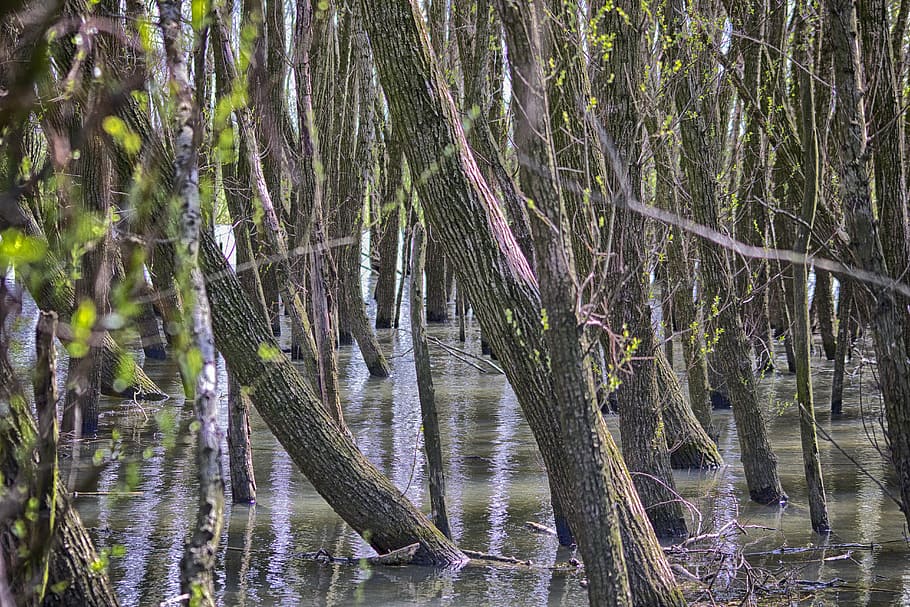 nascent, spring, willow, floodplain, wet feet, plant, tree HD wallpaper