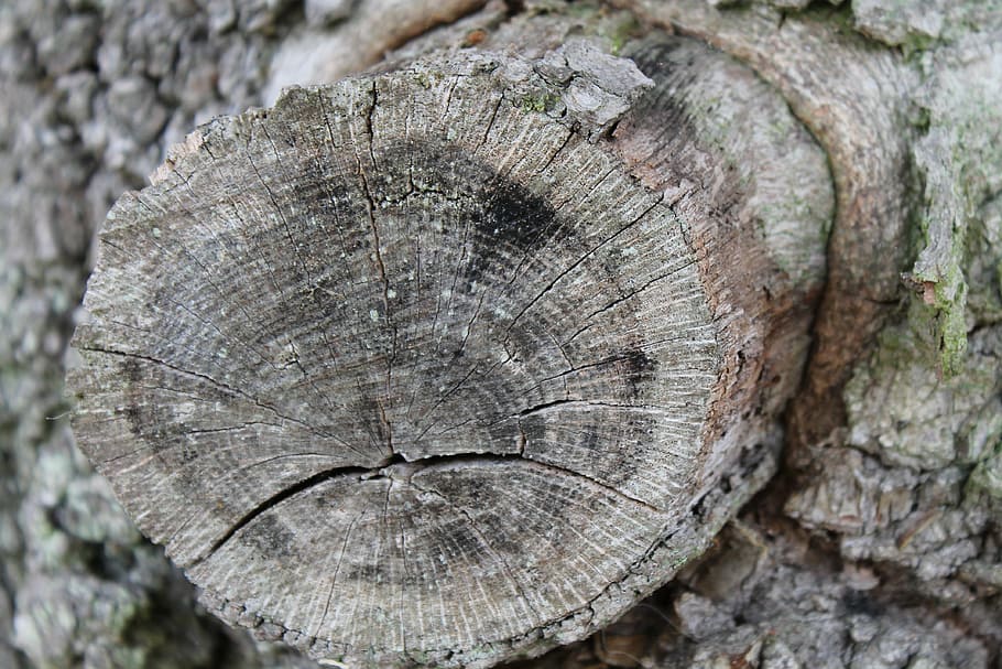 ast eye, branch, tree, brown, forest, log, sawed off, textured HD wallpaper