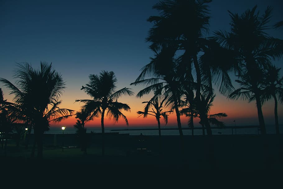 Sunset Palms with Cloudless Sky, beach, dubai, moveast, nature, HD wallpaper