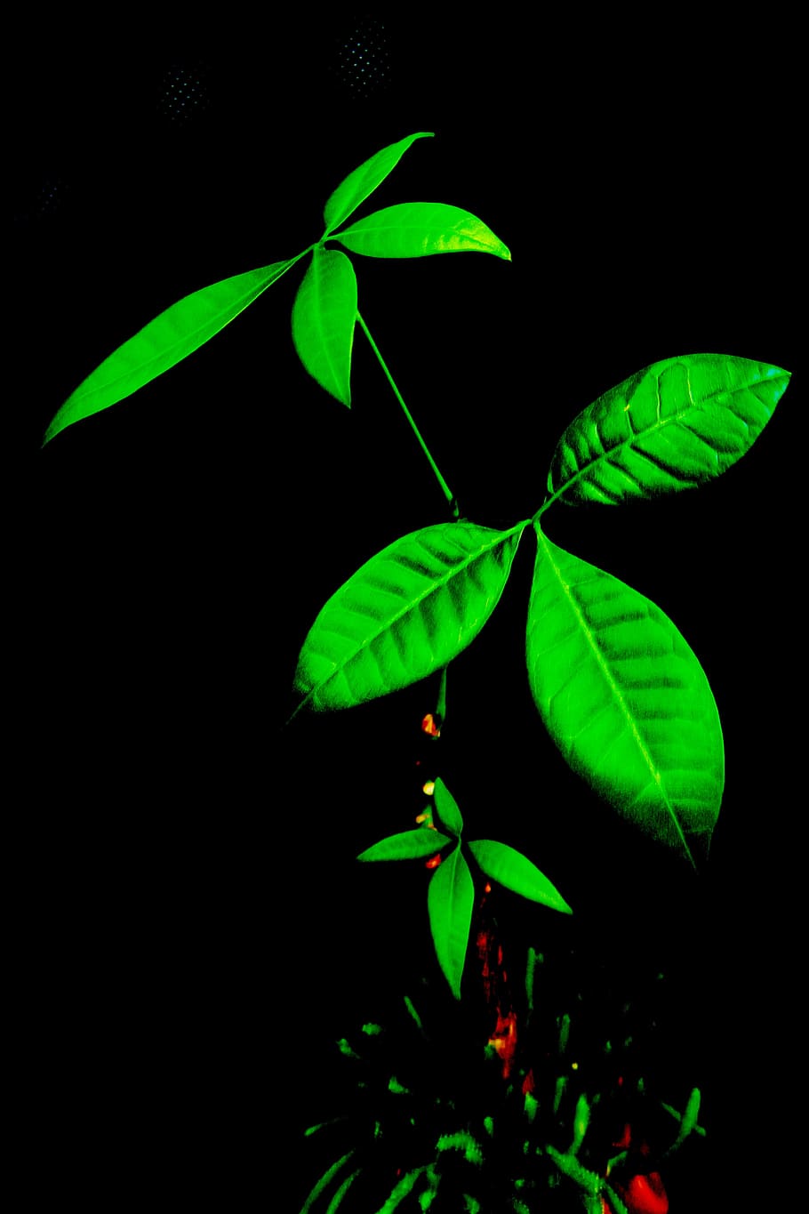 green, material, leaf, plant part, green color, growth, nature HD wallpaper