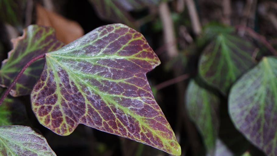 leaf, nature, flora, fall, color, plant part, close-up, growth HD wallpaper